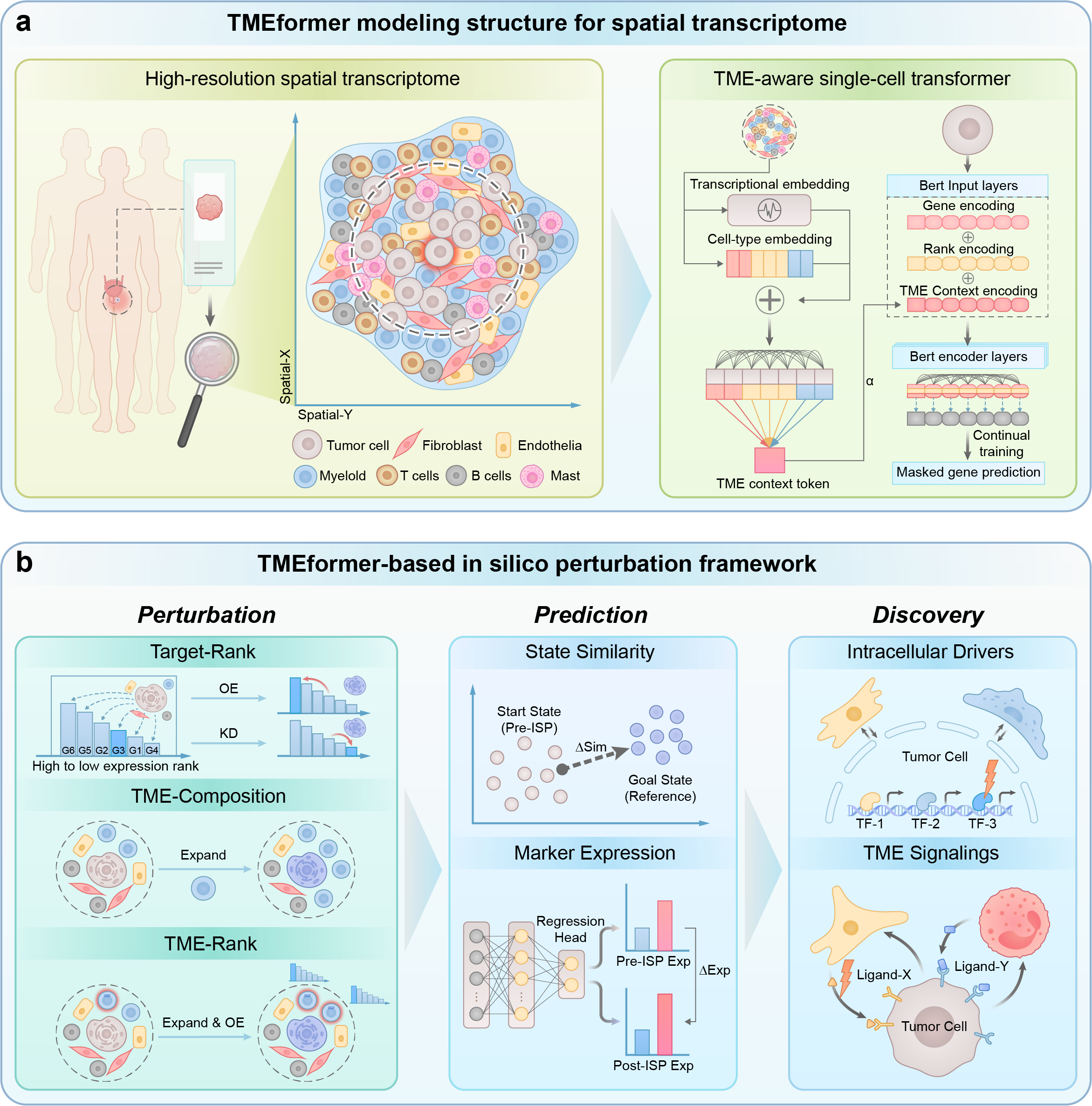 TMEformer: spatial transcriptomics foundation model for tumor microenvironment perturbation analysis